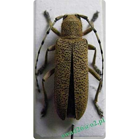 Saperda similis Laicharting, 1784 female Rzemlik podobny